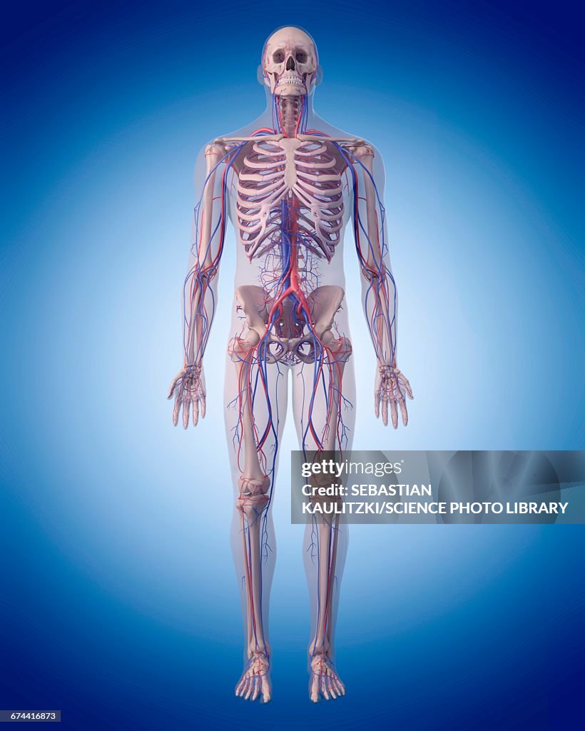 Extravascular System Vascular System High-Res Vector Graphic - Getty Images