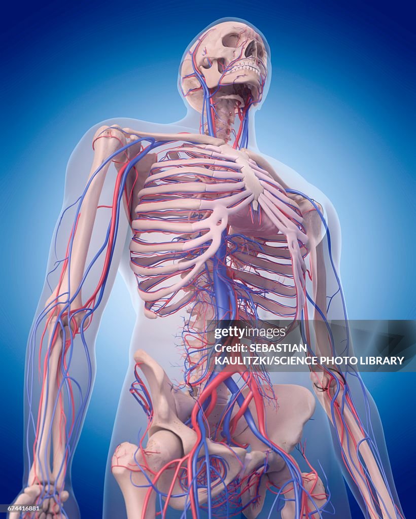 Extravascular System Vascular System High-Res Vector Graphic - Getty Images