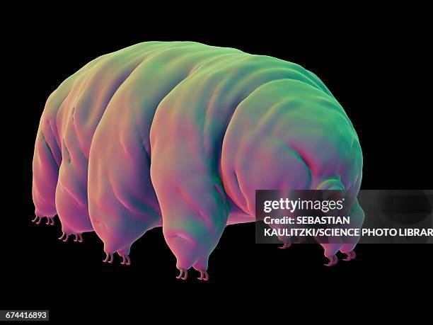 water bear (tardigrade) - water bear stock illustrations
