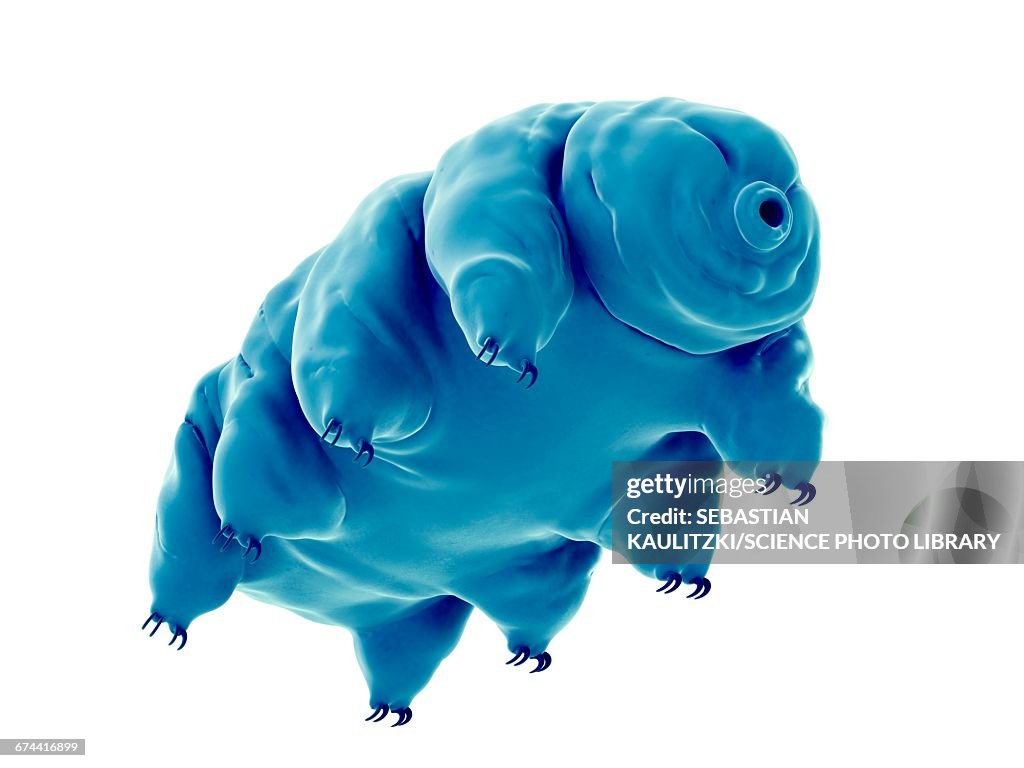 Water bear (Tardigrade)