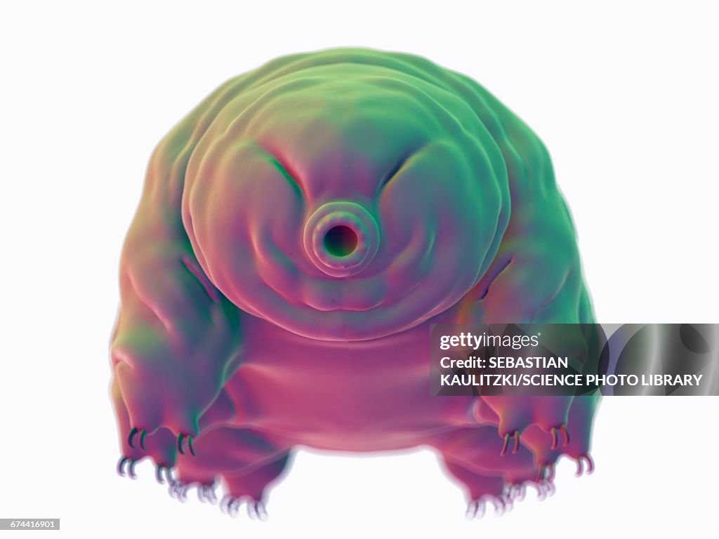 Water bear (Tardigrade)