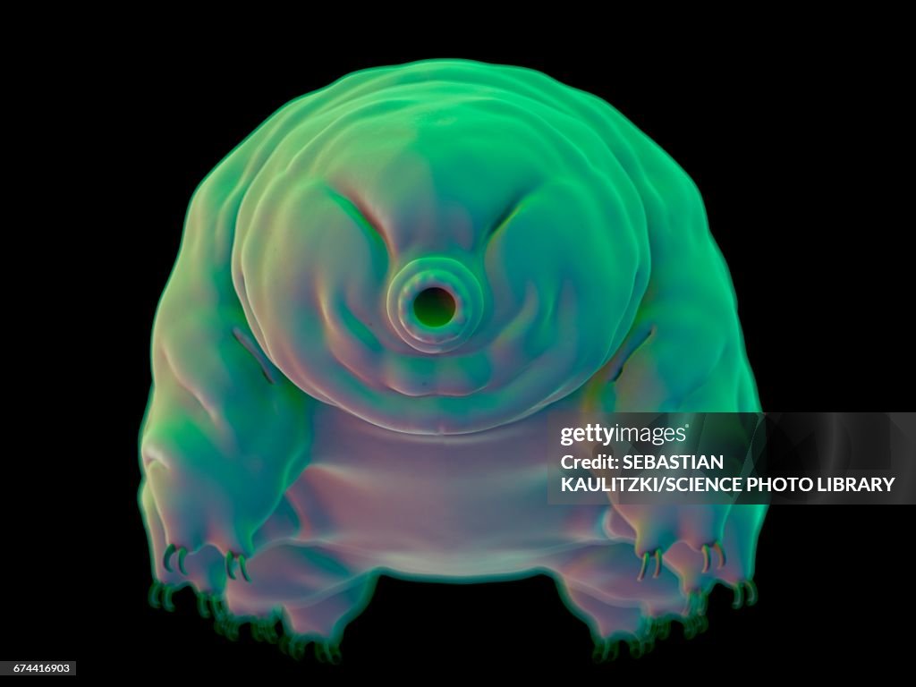Water bear (Tardigrade)