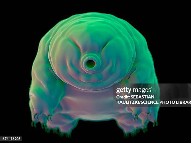 water bear (tardigrade) - water bear stock illustrations