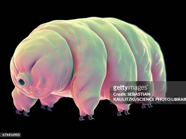 water bear (tardigrade) - water bear stock illustrations