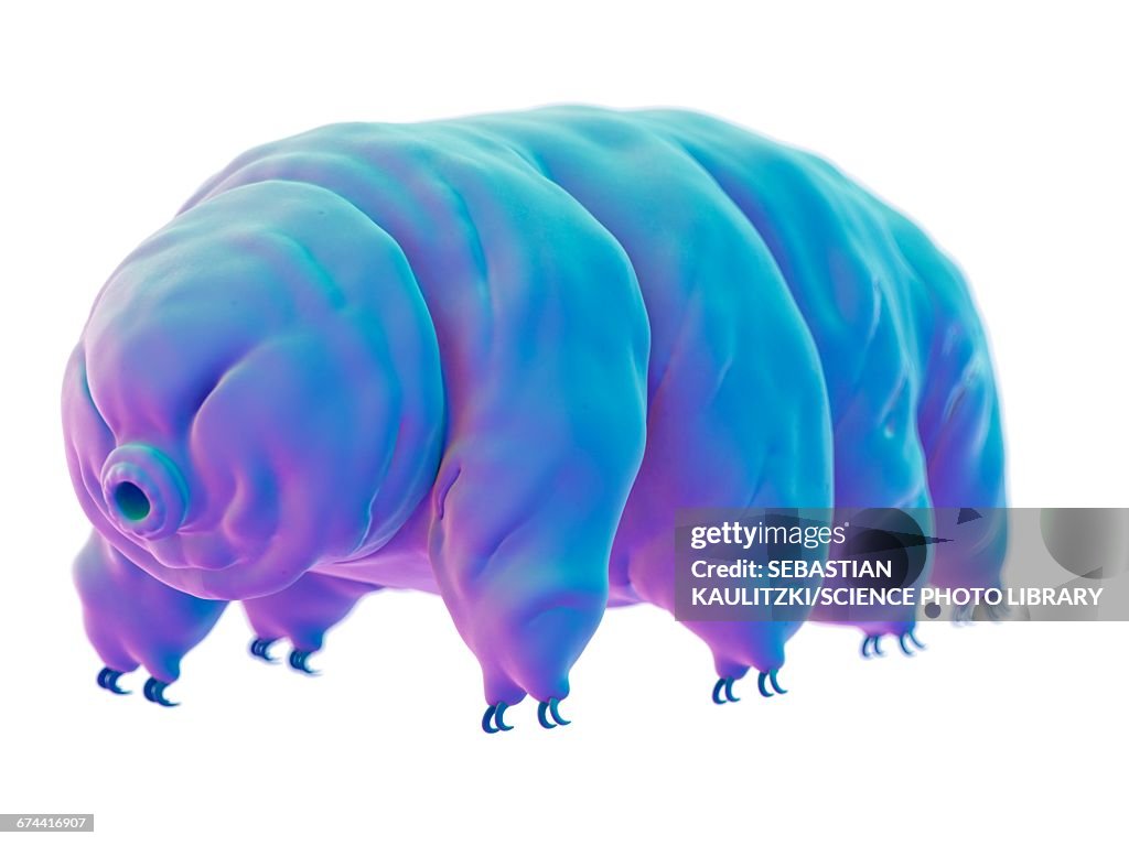 Water bear (Tardigrade)