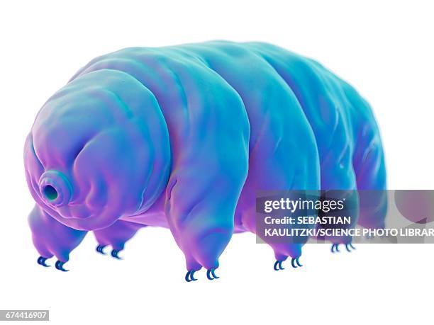 water bear (tardigrade) - tardigrade stock illustrations