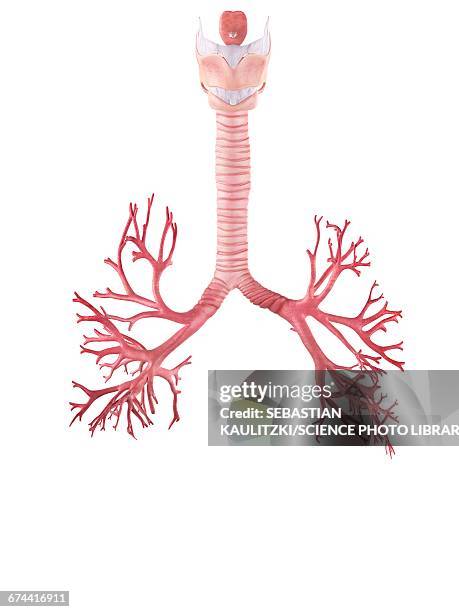 3 118点の気管イラスト素材 Getty Images 3 118点の気管イラスト素材 Getty Images