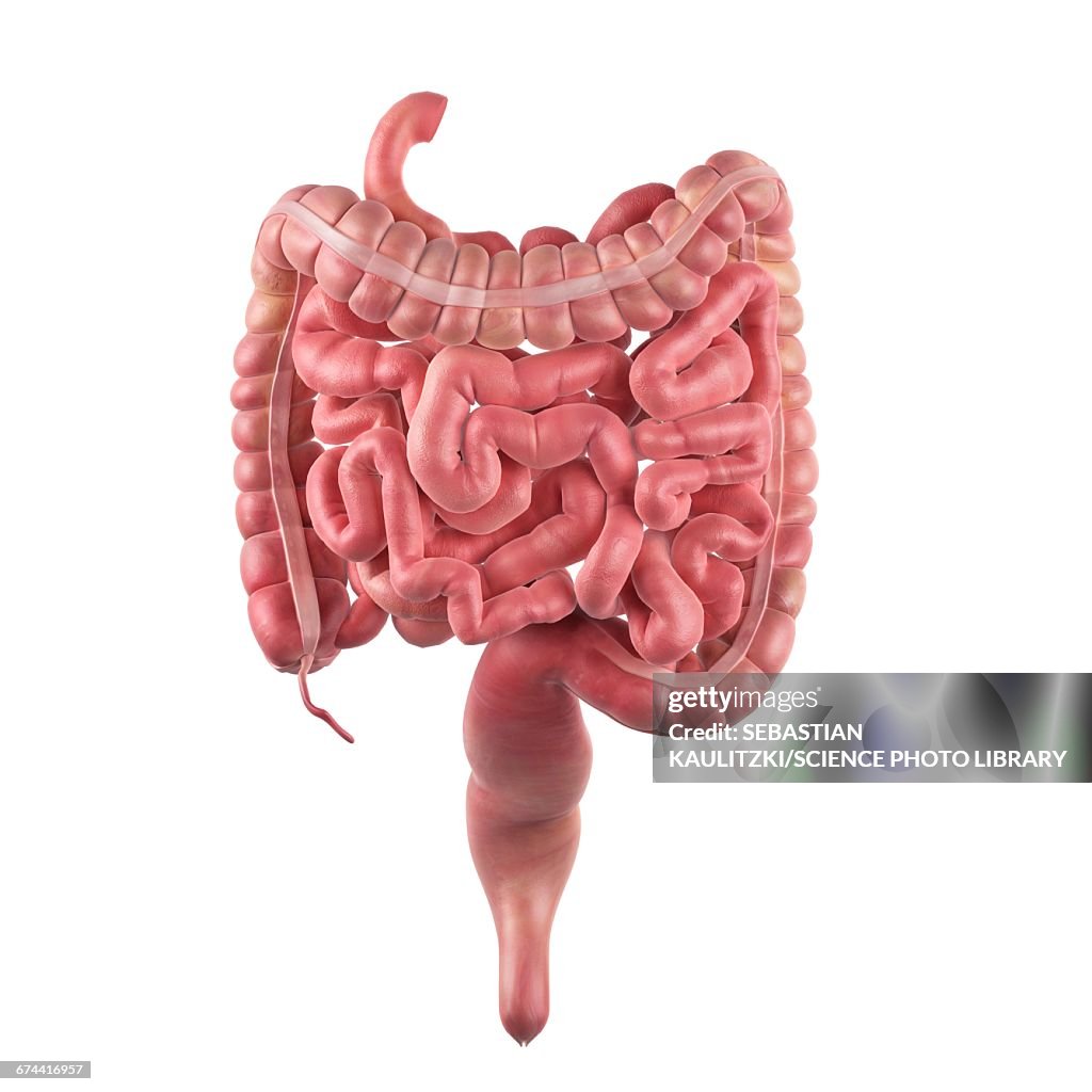 Human intestines