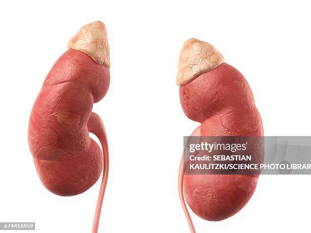 ilustrações, clipart, desenhos animados e ícones de human kidneys - human kidney