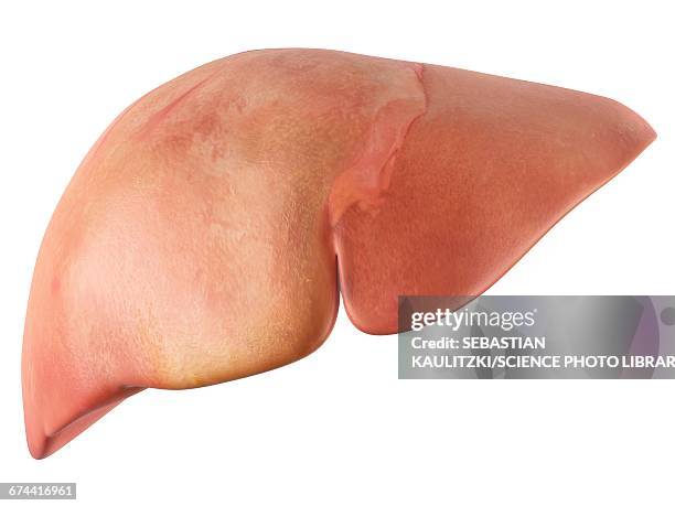 illustrazioni stock, clip art, cartoni animati e icone di tendenza di human liver - human liver