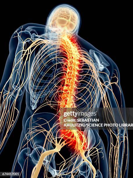 human spinal nerve pain - human nervous system stock illustrations