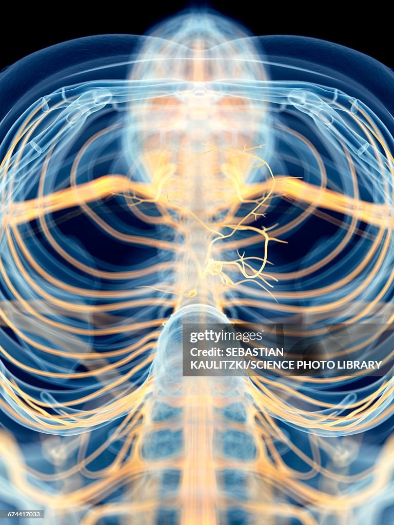 Human vagus nerve