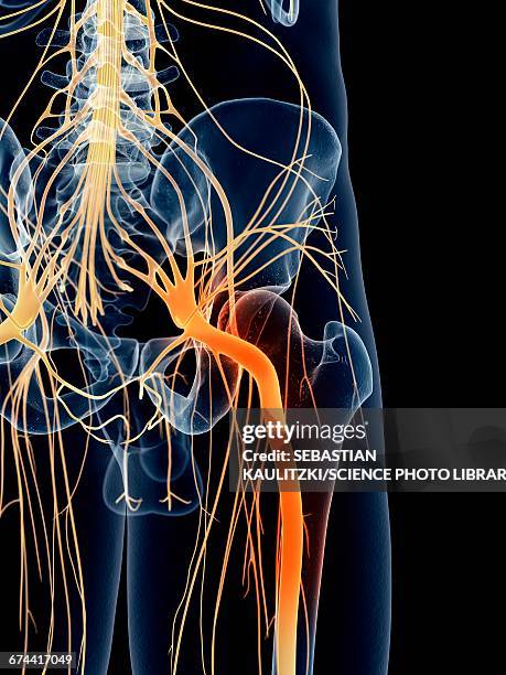 sciatic nerve pain - sciatic stock illustrations