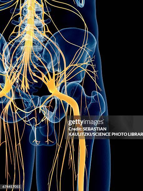 sciatic nerve - sciatic stock illustrations