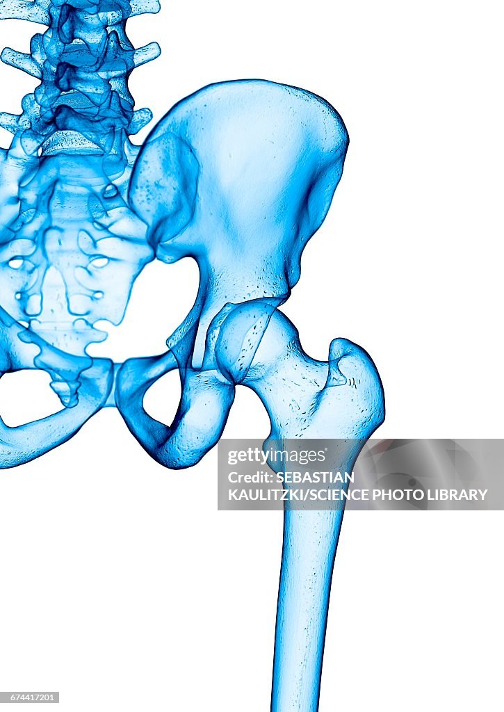 Normal Human Hips Human Hip Joint High-Res Vector Graphic - Getty Images