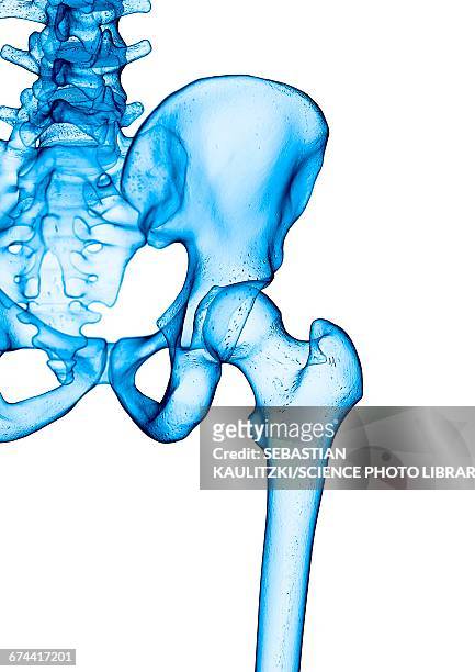 human hip joint - hip body part stock illustrations