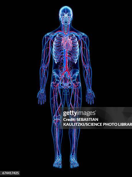 vascular system - ganzkörperansicht stock-grafiken, -clipart, -cartoons und -symbole