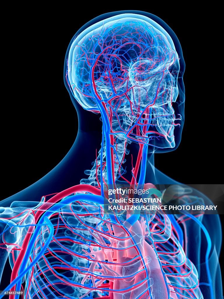 Vascular System Of Head And Neck High-Res Vector Graphic - Getty Images