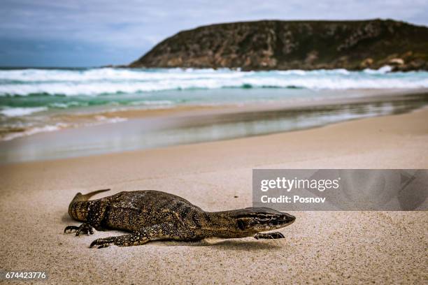 southern heath monitor - monitor lizard stock pictures, royalty-free photos & images