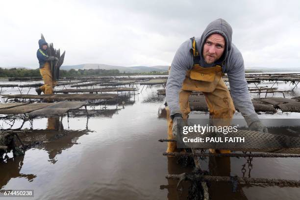 In this photograph taken on April 26 oyster farmer, Conall Lynch works at Culmore Point on Lough Foyle, at the border between Londonderry in Northern...