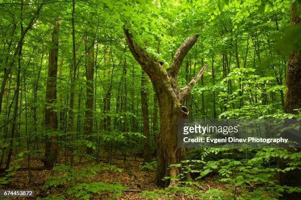 old tree in the forest - oak woodland stock pictures, royalty-free photos & images