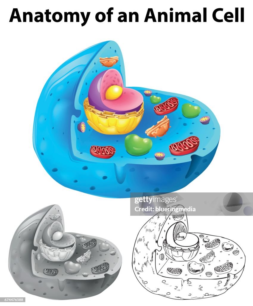 Cellular Drawing Anatomy Of Animal Cell In Three Different Drawing Styles High-Res ...