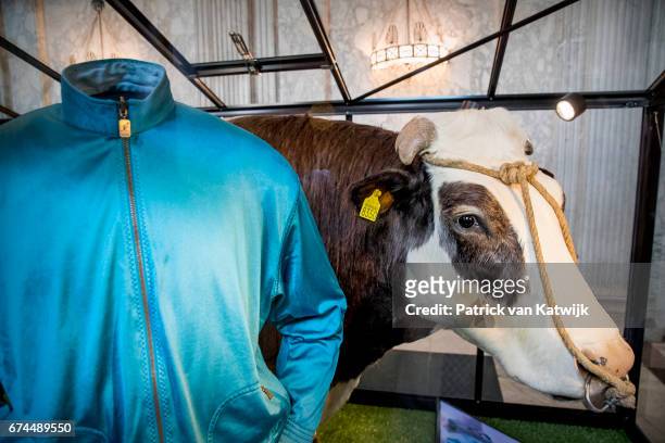 Model of cloned Bull Herman at the exhibition in the Royal Palace that gives an overview of 50 years Netherlands with a combination of objects of...