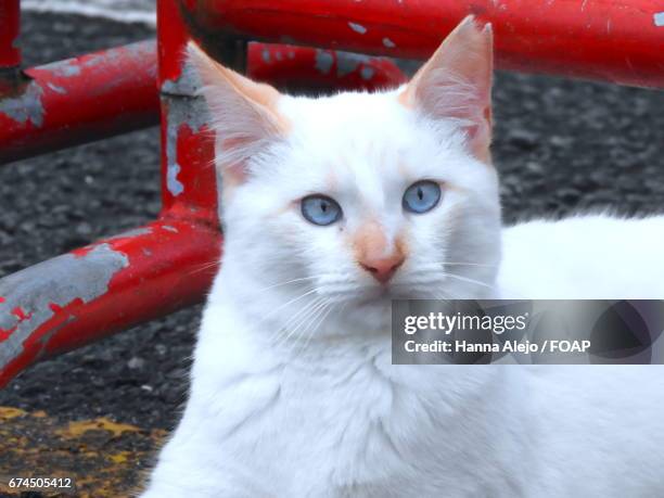How Rude Cat 191 Rude Cat Stock Photos, High-Res Pictures, and Images - Getty Images
