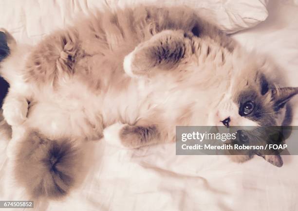 cute cat resting on the bed - roberson stock pictures, royalty-free photos & images