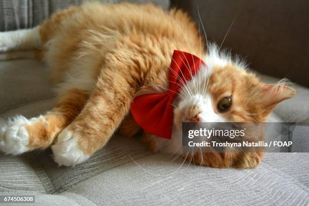 cat resting on bed and wearing bow tie - cat bow tie stock pictures, royalty-free photos & images