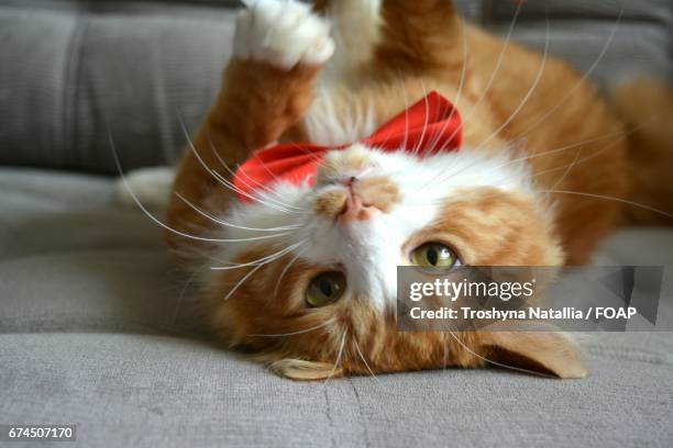 cat lying on back with bow tie - cat bow tie stock pictures, royalty-free photos & images