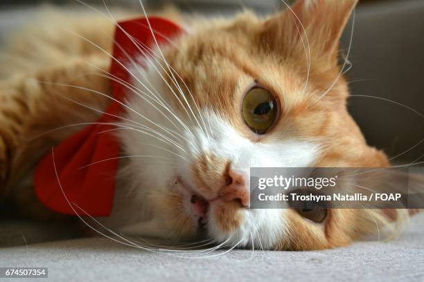 cat with bow tie lying down - cat bow tie stock pictures, royalty-free photos & images