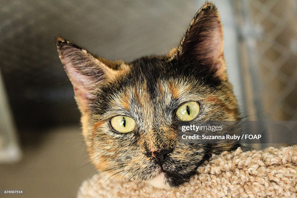 Close-up of a cat looking down at camera