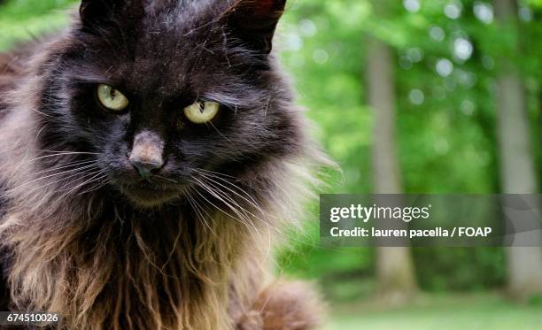 How Rude Cat 198 Rude Cat Stock Photos, High-Res Pictures, and Images - Getty Images