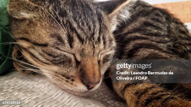 close-up of nabbing cat - leandro bermudes stock pictures, royalty-free photos & images