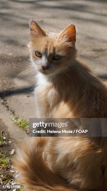 How Rude Cat 198 Rude Cat Stock Photos, High-Res Pictures, and Images - Getty Images