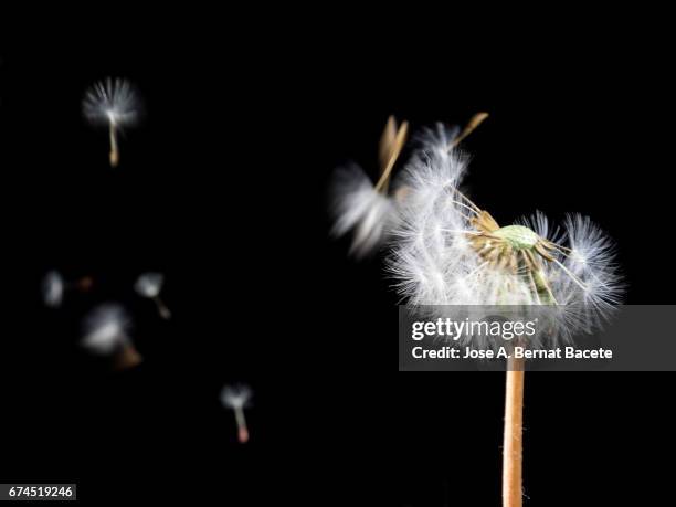 dandelion seeds blowing , close-up of dandelion flower on a black bottom - semente-de-dente-de-leão - fotografias e filmes do acervo