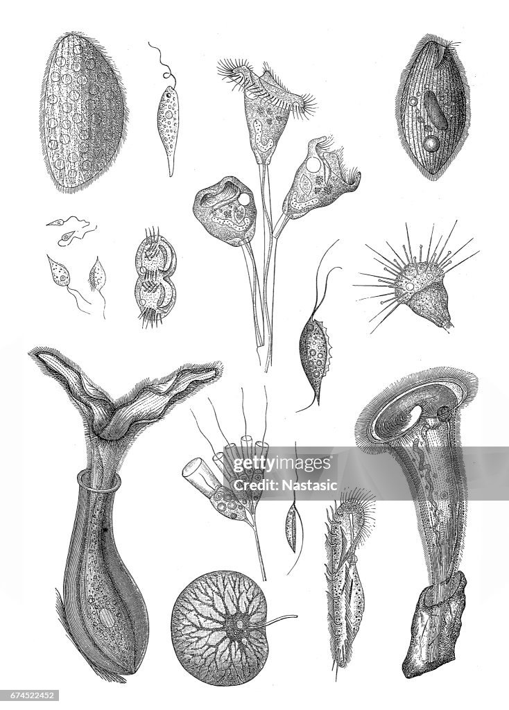 Unicellular eukaryotic organisms