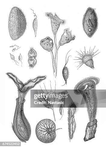 Unicellular eukaryotic organisms Unicellular eukaryotic organisms