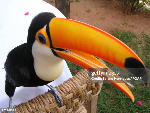 elevated view of toucan - toucan stock pictures, royalty-free photos & images