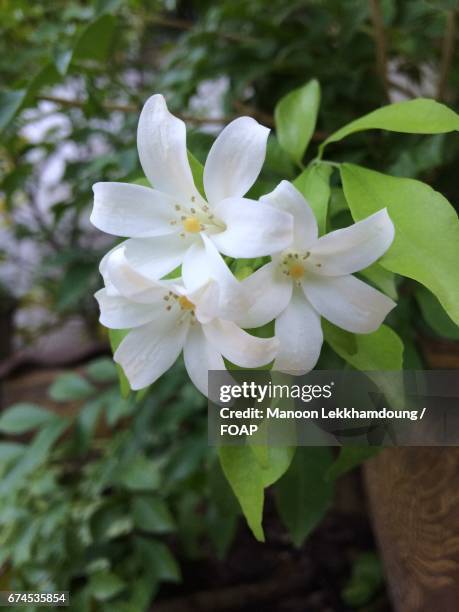 flowers growing on plant - satinholz stock-fotos und bilder