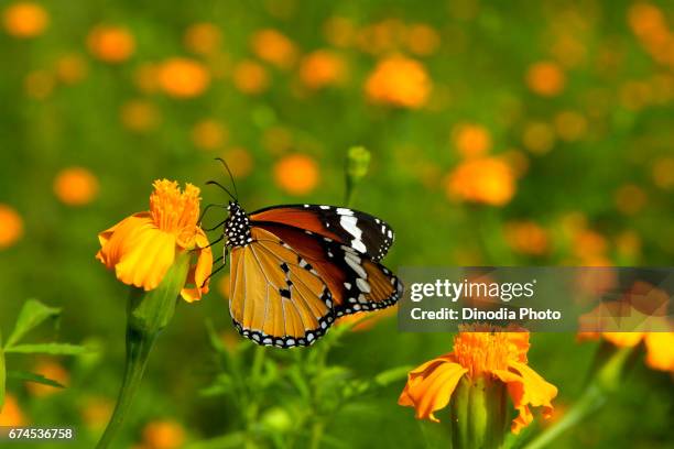 monarch butterfly feeding on flower, mumbai, maharashtra, india, asia - butterfly maharashtra stock pictures, royalty-free photos & images