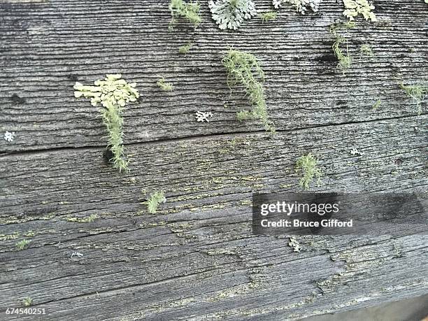 texture series: wood - likken stock pictures, royalty-free photos & images