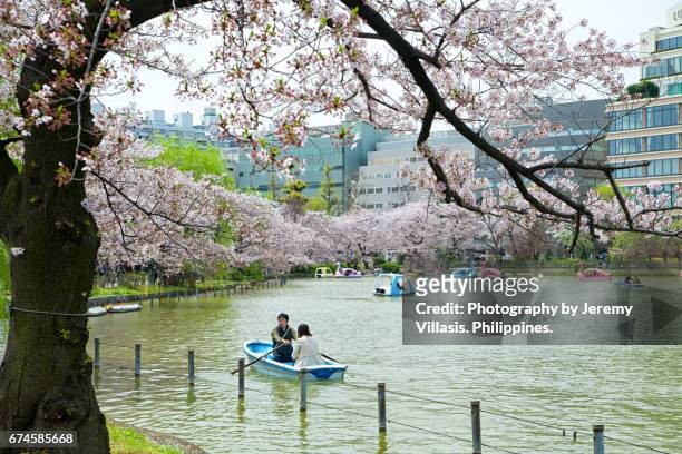 shinobazu pond, ueno park - shinobazu pond stock pictures, royalty-free photos & images
