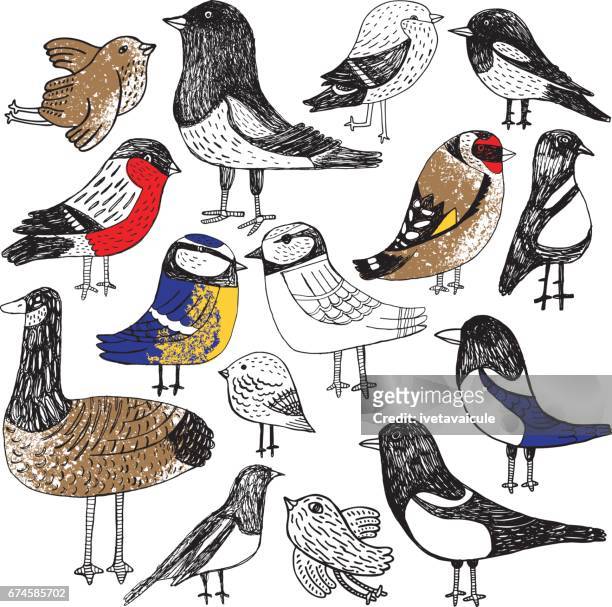 satz von handgezeichneten vögeln - animal family stock-grafiken, -clipart, -cartoons und -symbole