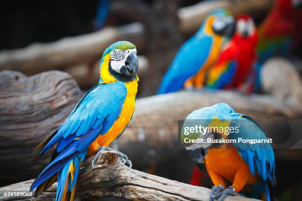 blue and yellow macaw - aviary stock pictures, royalty-free photos & images