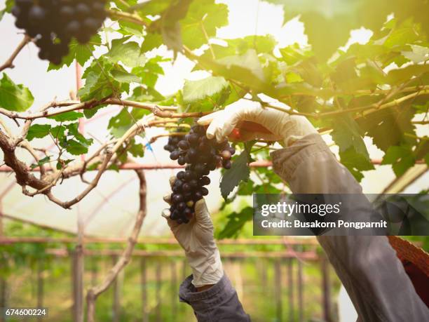 close up view of fresh red wine grape, bunch of grapes on a vine in the sunshine, grape harvest close up hands - red grape stockfoto's en -beelden