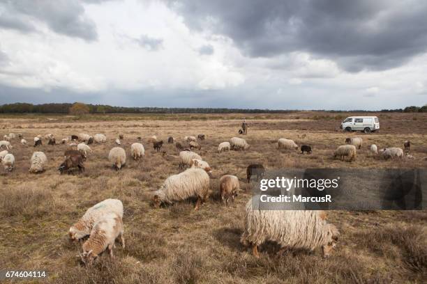 schaapskudde begraast de hei - grazen stock-fotos und bilder