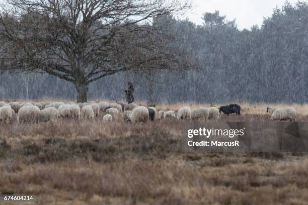 herderin en schapen schuilen - lammetje stock-fotos und bilder