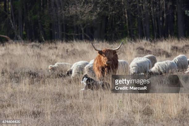 herdershond ontmoet hooglander - runderen stock pictures, royalty-free photos & images